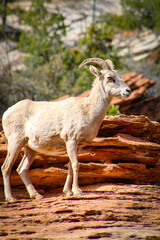 Zion National Park Bighorn Sheep