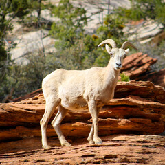 Zion National Park Bighorn Sheep