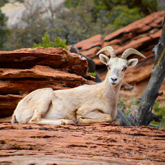 Zion National Park Bighorn Sheep