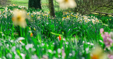 beautiful blossom flowers in the garden