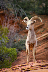 Zion National Park Bighorn Sheep