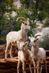 Zion National Park Bighorn Sheep