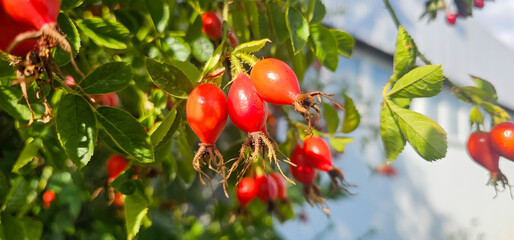 Briar Rose Rosehip in the garden. Rosa canina