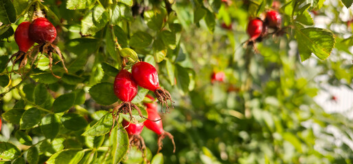 Briar Rose Rosehip in the garden. Rosa canina