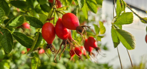 Briar Rose Rosehip in the garden. Rosa canina