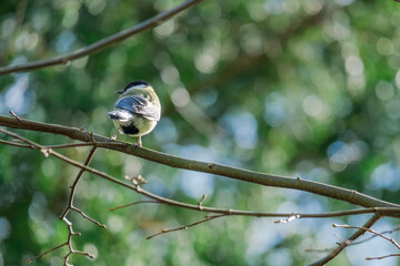 The great tit (Parus major) is a passerine bird in the tit family Paridae. Wildlife scene from...