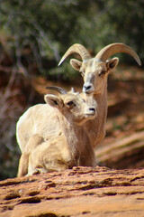 Zion National Park Bighorn Sheep