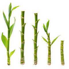 A row of bamboo plants with different heights ,isolated on white background or transparent background. png cut out or die-cut