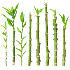 A row of bamboo plants with green leaves and stems,isolated on white background or transparent background. png cut out or die-cut