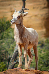 Zion National Park Bighorn Sheep