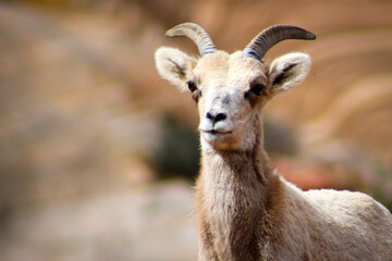 Zion National Park Bighorn Sheep