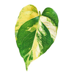 A leaf with green and yellow stripes,isolated on white background or transparent background. png cut out or die-cut