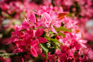 Close up view of pink cherry blossom flowers