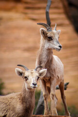 Zion National Park Bighorn Sheep
