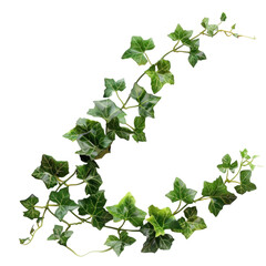 A long green vine with white spots,isolated on white background or transparent background. png cut out or die-cut