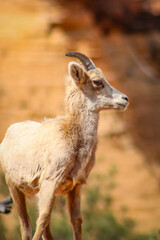 Zion National Park Bighorn Sheep