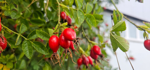 Briar Rose Rosehip in the garden. Rosa canina