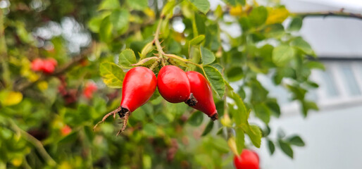 Briar Rose Rosehip in the garden. Rosa canina