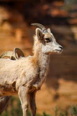 Zion National Park Bighorn Sheep