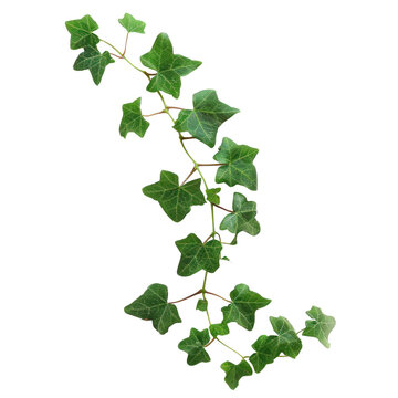 A long green vine with small green leaves,isolated on white background or transparent background. png cut out or die-cut