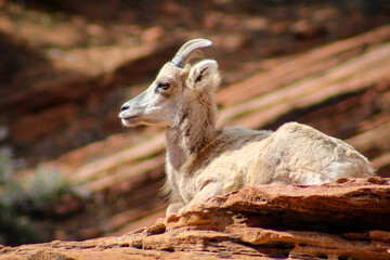 Zion National Park Bighorn Sheep