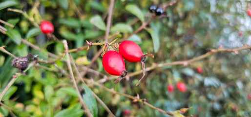 Briar Rose Rosehip in the garden. Rosa canina