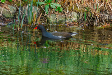 The Eurasian coot, Fulica atra, also known as the common coot, swims on a lake