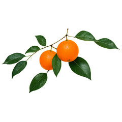 A ripe orange on a green branch. The object is isolated on a transparent background