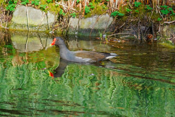 The Eurasian coot, Fulica atra, also known as the common coot, swims on a lake