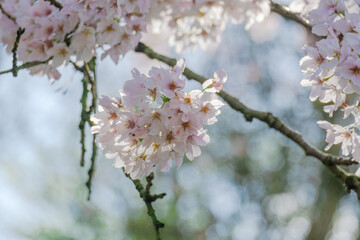 Blossoming Tree in Spring. Spring time in nature