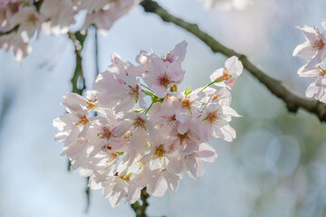 Blossoming Tree in Spring. Spring time in nature