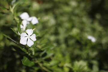 Flor