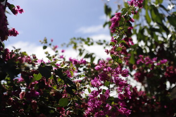 Flores