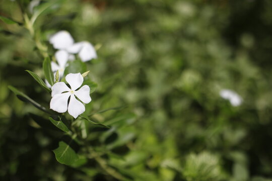 Flor