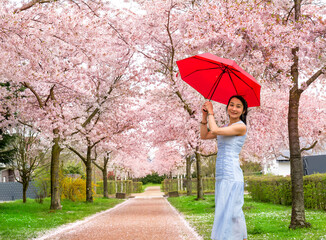 A beautiful young Vietnamese woman in a light blue dress stands with a red umbrella in her hands against the background of a blooming sakura alley. Spring concept.