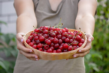 a woman holds a basket with cherries in her hands on the background of a garden. Selective focus