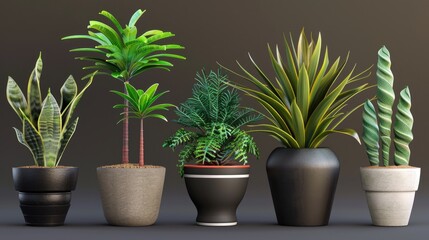 Group of different types of house plants. Suitable for home decor ideas