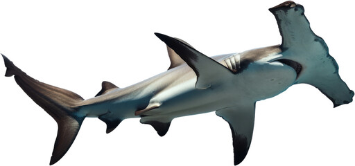 Hammerhead shark gliding isolated, cut out transparent - obrazy, fototapety, plakaty
