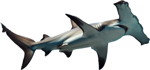 Hammerhead shark gliding isolated, cut out transparent