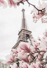 Fototapeta na wymiar Eiffel tower. Blooming magnolia tree