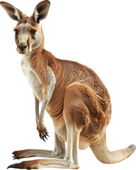 Australian kangaroo standing, cut out transparent