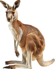 Türaufkleber Australian kangaroo standing, cut out transparent © Andrii
