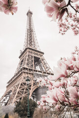 Fototapeta na wymiar Eiffel tower. Blooming magnolia tree