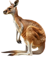 Rolgordijnen Australian kangaroo standing, cut out transparent © Andrii