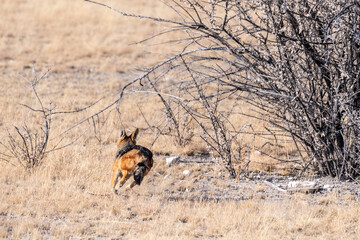 One side-striped Jackal -Canis Adustus- hunting for prey in Etosha National Park, Namibia, around...