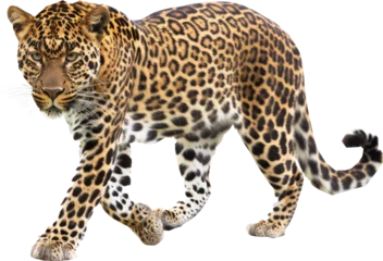 Foto op Plexiglas Jaguar in stealth mode, cut out transparent © Andrii