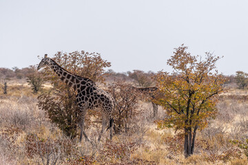 Angolan Giraffes -Giraffa giraffa angolensis- standing on the plains of Etosha national park, Namibia.