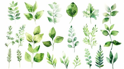 A collection of watercolor green plants and leaves. Ideal for botanical designs - obrazy, fototapety, plakaty