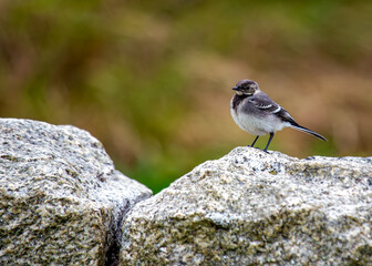 Pied Wagtail (Motacilla alba) - Europe, Asia, Africa & parts of North America.
