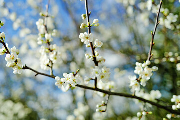 Early springtime fruit plum white blossom seen in an English nature reserve. Seen against a crisp,...